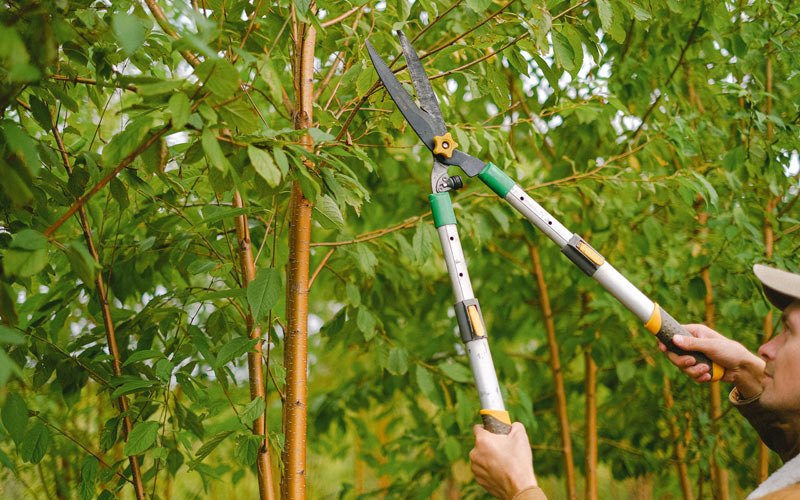 Tree trimming in Touchet, WA